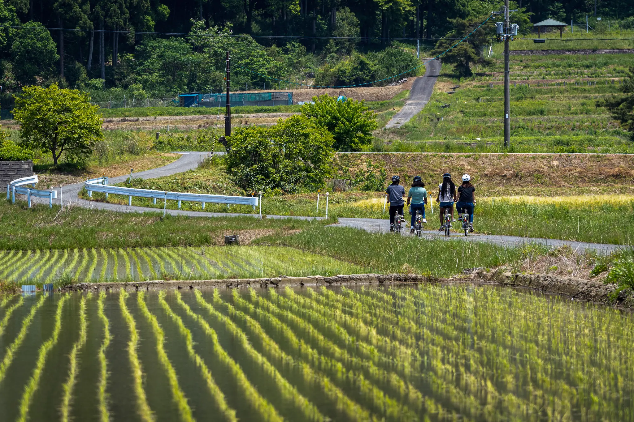 Cyclists riding past rice paddies near Lake Biwa
